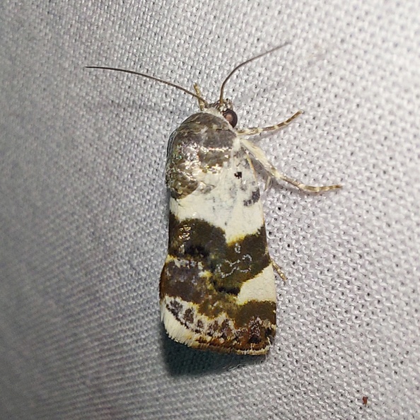 Acontia lucida (Hufnagel, 1766)