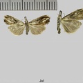 Catoptria verellus (Zincken, 1817)
