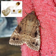 Amphipyra pyramidea (Linnaeus, 1758)-♀