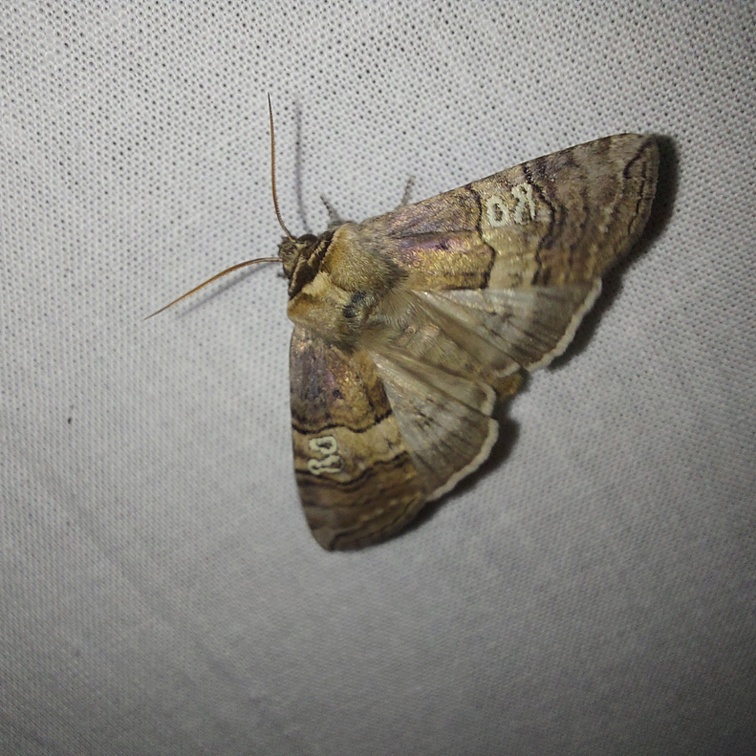 Tethea ocularis (Linnaeus, 1767)