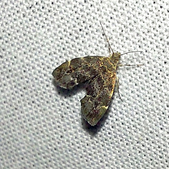 Anthophila fabriciana (Linnaeus, 1767)