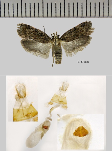 Depressaria pulcherrimella Stainton, 1849