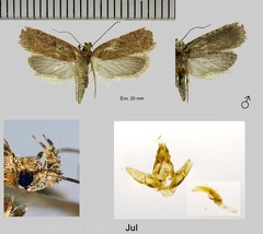 Agonopterix-scopariella-(Heinemann,-1870)