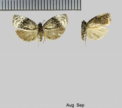 Apotomis betuletana (Haworth, 1811)