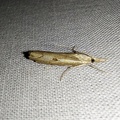 Agriphila geniculea (Haworth, 1811)