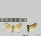 Agriphila geniculea (Haworth, 1811)