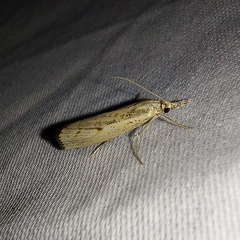 Agriphila geniculea (Haworth, 1811)