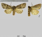 Brachylomia viminalis (Fabricius, 1777)