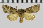 <!--hidden-->Brachylomia viminalis (Fabricius, 1777)