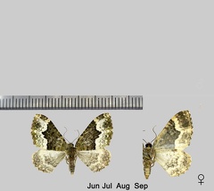 Euphyia biangulata (Haworth, 1809)