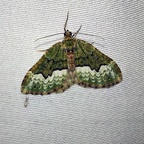 Euphyia biangulata (Haworth, 1809)