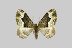<!--hidden-->Euphyia biangulata (Haworth, 1809)