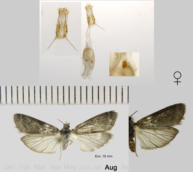 Apomyelois bistriatella (Hulst, 1887)