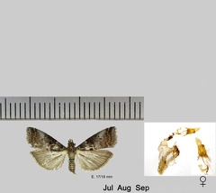 Acrobasis advenella (Zincken, 1818)