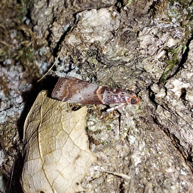 Acrobasis advenella (Zincken, 1818)