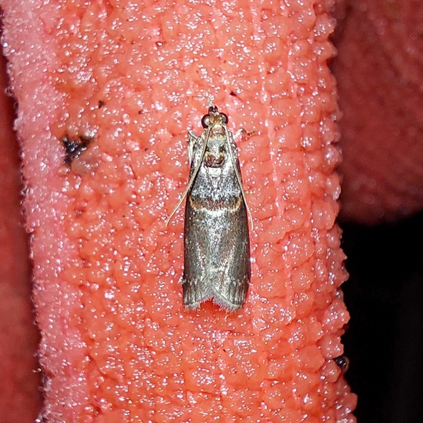 Acrobasis advenella (Zincken, 1818)