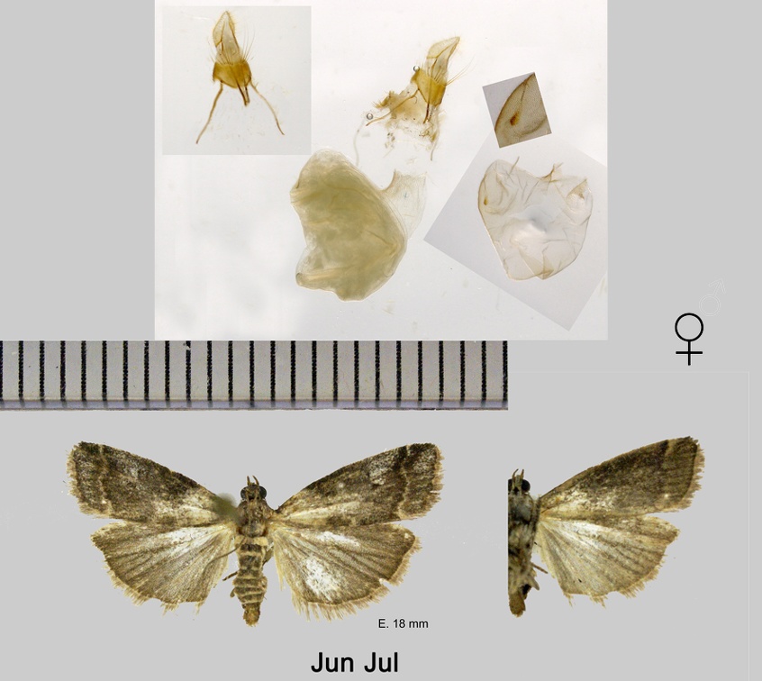 Acrobasis consociella (Hübner, 1813)