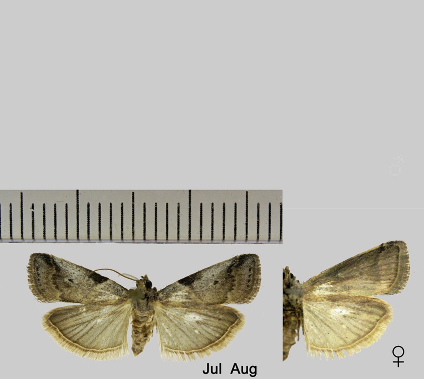 Acrobasis fallouella (Ragonot, 1871)