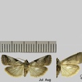 Acrobasis fallouella (Ragonot, 1871)