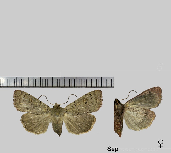 Xestia castanea (Esper, 1798)