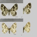 Epirrhoe alternata (O.F. Müller, 1764)-complete