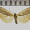 <!--hidden-->Pelosia muscerda (Hufnagel, 1766)-Villiers-Saint-Orien