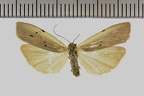 <!--hidden-->Pelosia muscerda (Hufnagel, 1766)-Villiers-Saint-Orien