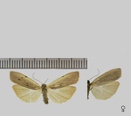 Pelosia muscerda (Hufnagel, 1766)