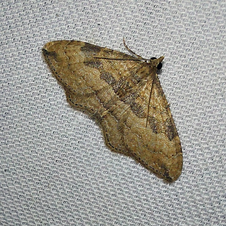 Nycterosea obstipata (Fabricius, 1794)