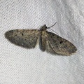 Eupithecia virgaureata Doubleday, 1861