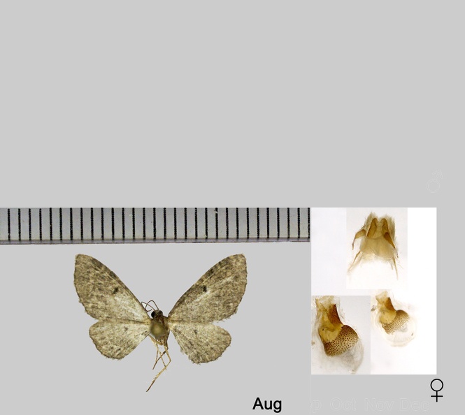 Eupithecia virgaureata Doubleday, 1861