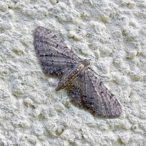 Eupithecia virgaureata Doubleday, 1861