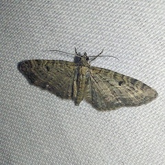 Eupithecia virgaureata Doubleday, 1861