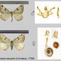 Macaria wauaria (Linnaeus, 1758)