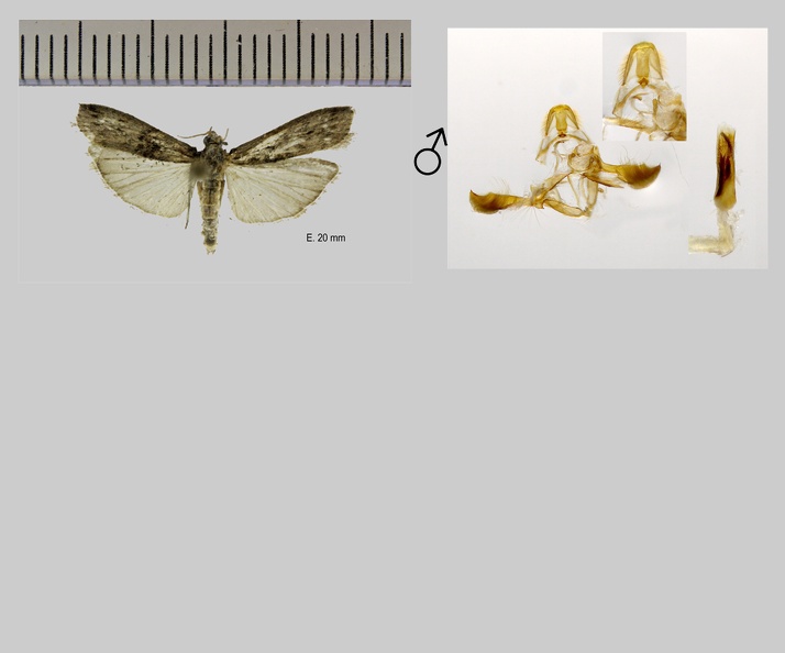 Nephopterix angustella (Hübner, 1796)