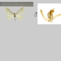 Idaea subsericeata (Haworth, 1809)