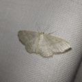 Idaea subsericeata (Haworth, 1809)