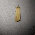 Mythimna pallens (Linnaeus, 1758)