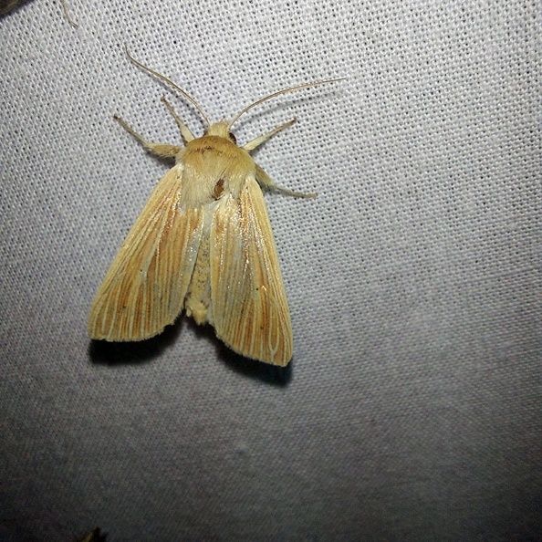 Mythimna pallens (Linnaeus, 1758)