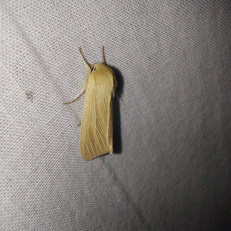 Mythimna pallens (Linnaeus, 1758)