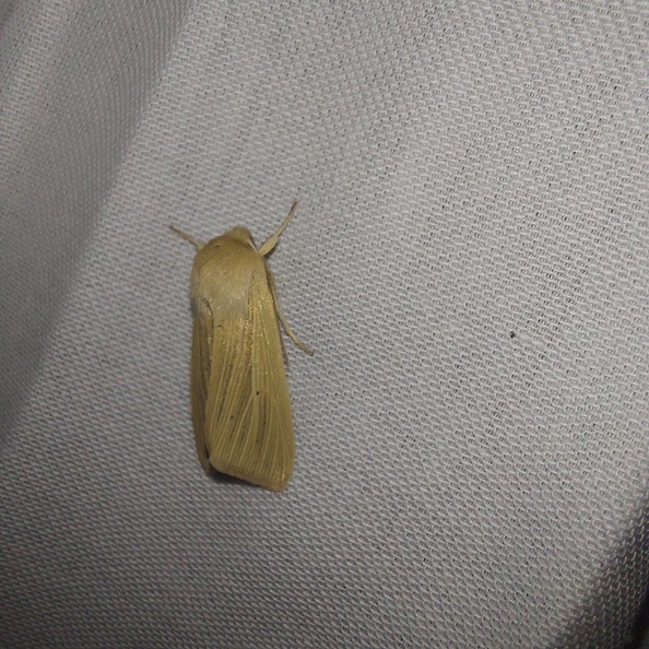 Mythimna pallens (Linnaeus, 1758)