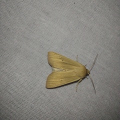 Mythimna pallens (Linnaeus, 1758)