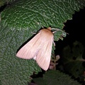 Mythimna pallens (Linnaeus, 1758)