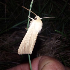 Mythimna pallens (Linnaeus, 1758)