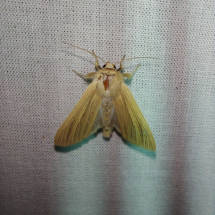 Mythimna pallens (Linnaeus, 1758)