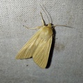 Mythimna pallens (Linnaeus, 1758)