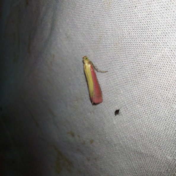 Oncocera semirubella (Scopoli, 1763)