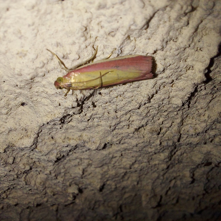 Oncocera semirubella (Scopoli, 1763)