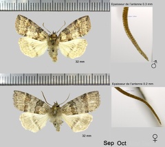 Cymatophorina diluta (Denis & Schiffermüller, 1775)