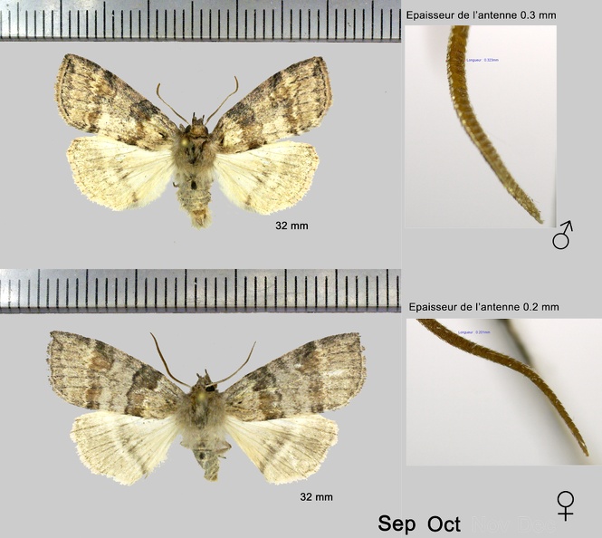 Cymatophorina diluta (Denis & Schiffermüller, 1775)